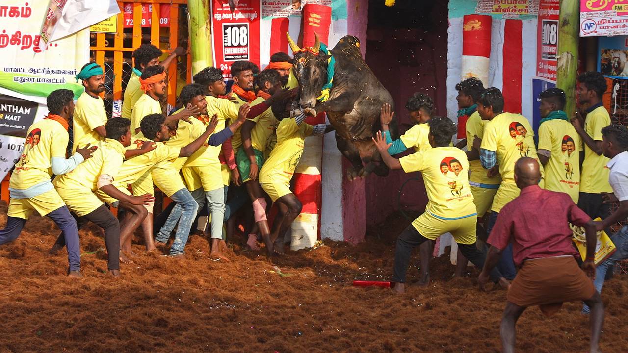 According to ANI, strictly observing that the law, having received President's assent can't be interfered with, the bench dismissed all the pleas challenging the validity of states' laws allowing bull-taming sport 