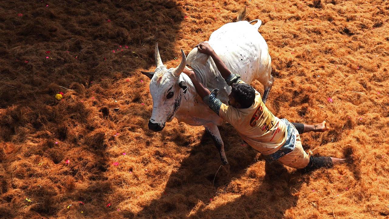 Jallikattu is conducted during the Pongal festival as thanksgiving for a good harvest and subsequent festivals are conducted in temples which shows that the event has great cultural and spiritual significance, it had added. In February 2018, the Supreme Court had referred to the Constitution bench whether the people of Tamil Nadu and Maharashtra can conserve Jallikattu and bullock-cart races as their cultural right and demand their protection under Article 29 (1) of the Constitution.  Pic/AFP