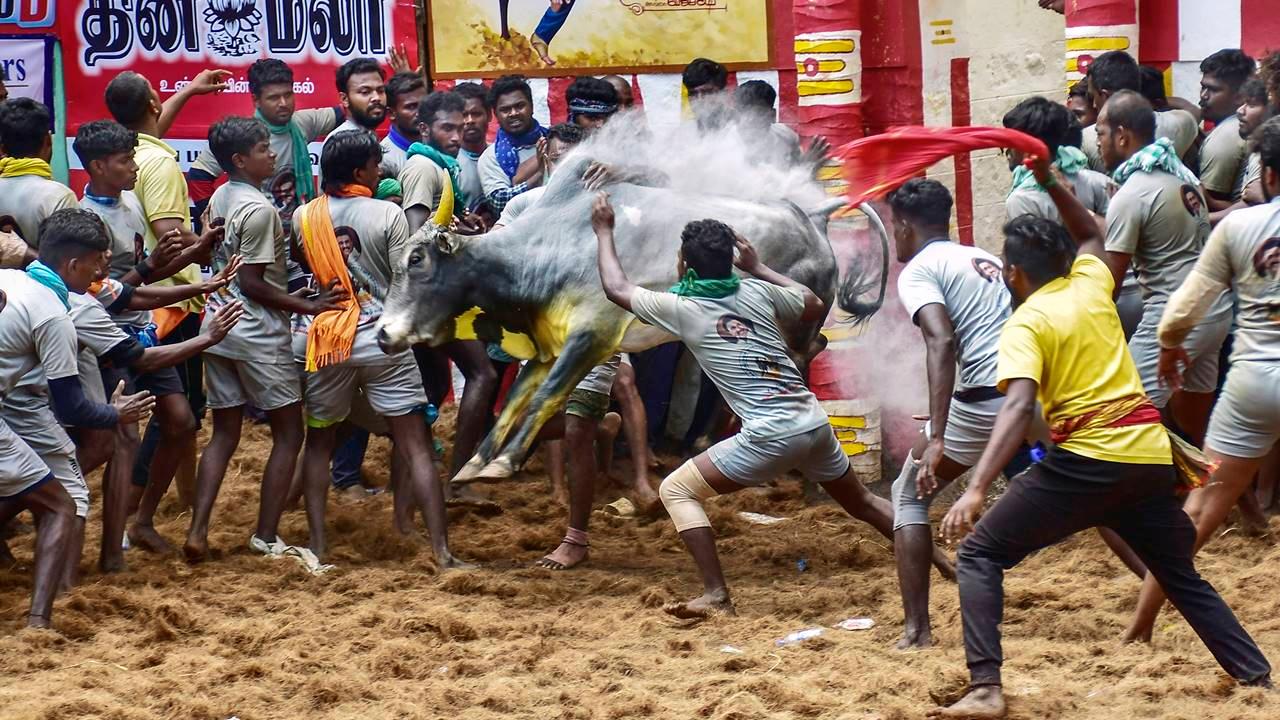 The Supreme Court had earlier said that the petitions challenging the Prevention of Cruelty to Animals (Tamil Nadu Amendment) Act, 2017, needed to be decided by a larger bench since they involved substantial questions relating to interpretation of the Constitution. Tamil Nadu and Maharashtra had amended the central law, the Prevention of Cruelty to Animals Act, 1960, and allowed Jallikattu and bullock cart racing, respectively. The petitions were filed in the top court challenging the State laws. Pic/PTI