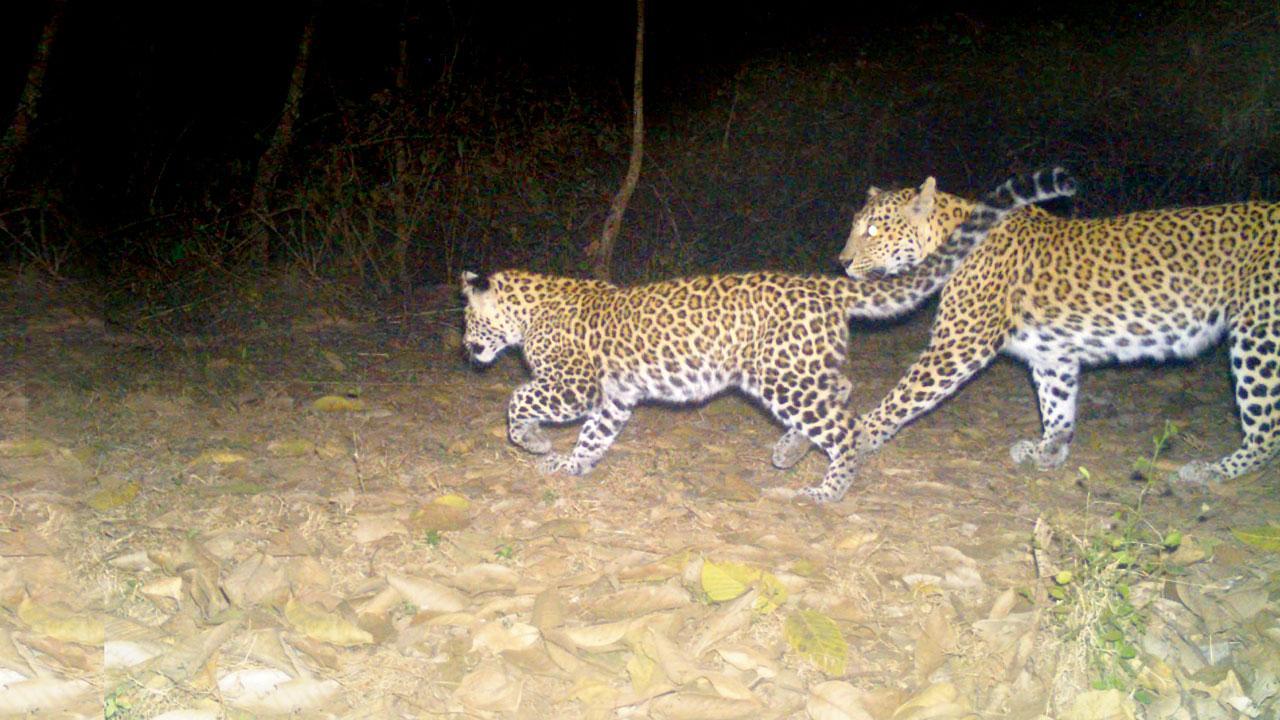 Mumbai: Did slain leopard swim across creek?