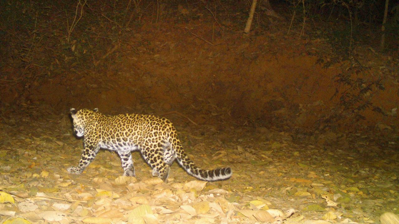 C45 near Vihar lake in Sanjay Gandhi National Park on January 20, 2022. Pic/Nikit Surve/WCS-India/SGNP
