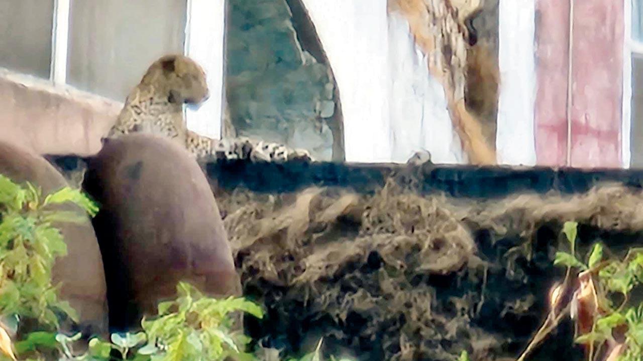 Mumbai: Leopard seen watching traffic go by in abandoned building near Royal Palms