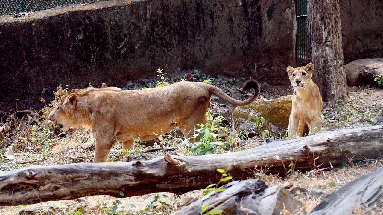 Mumbai: Lions first, other animals can wait