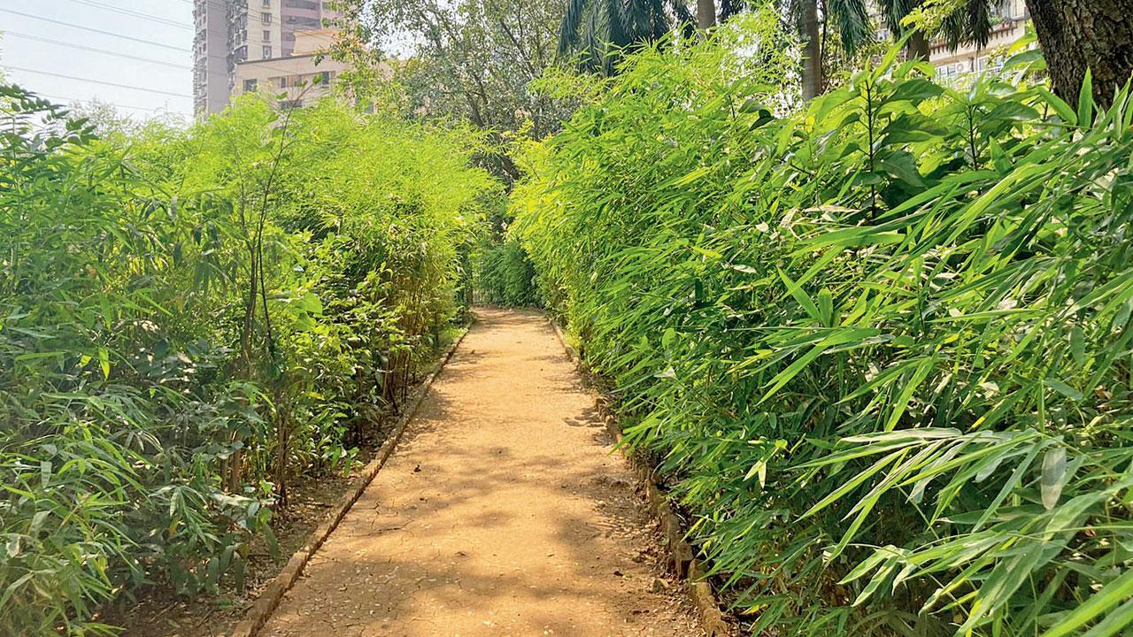Mumbai: BMC to spend Rs 12 crore for a greener city