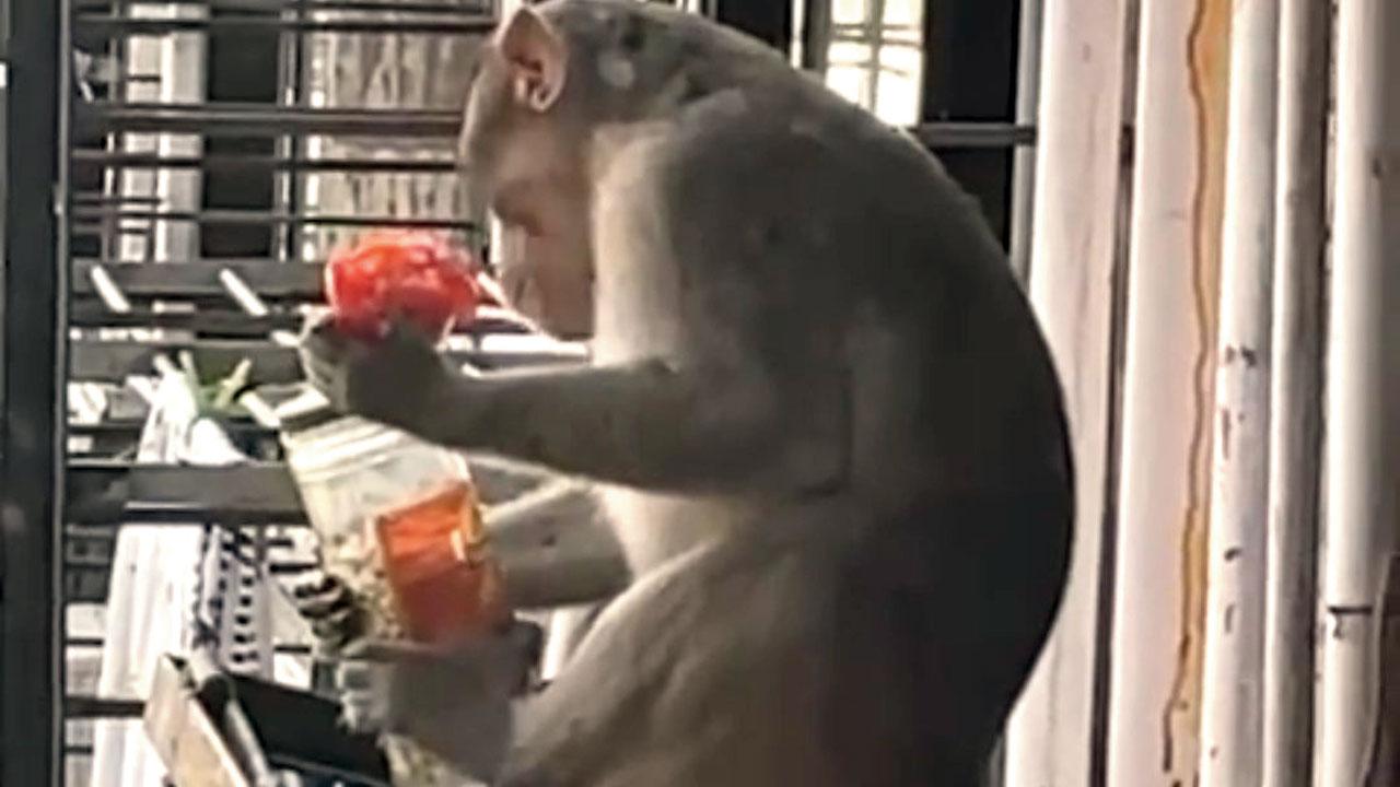 A monkey enjoys his spoils after raiding a home at Malabar Hill 