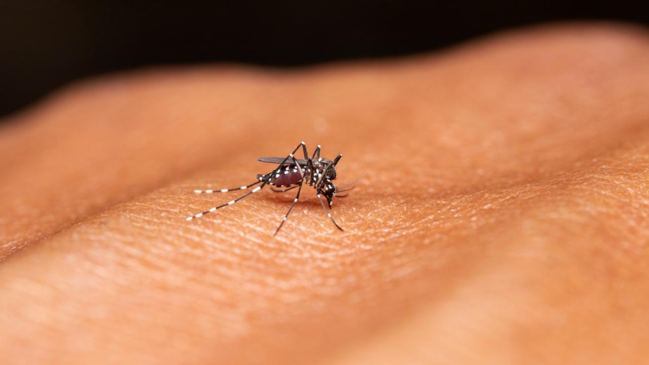 Season for most cases
Most Mumbaikars know that dengue cases spike during the monsoon season. One of the main reasons according to experts is the presence of puddles which become breeding grounds for mosquitos that bite people. The season also sees a rise in cases of malaria. Image for representational purpose only. Photo Courtesy: Istock