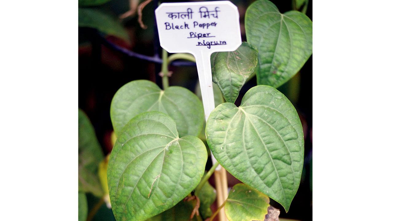 Black pepper, once considered gold, was available only in parts of South Asia. Vasco Da Gama arrived at Kerala’s shores from Portugal in search of the spice. He was soon followed by other European powers. Their quest for spices led to the eventual colonisation of India
