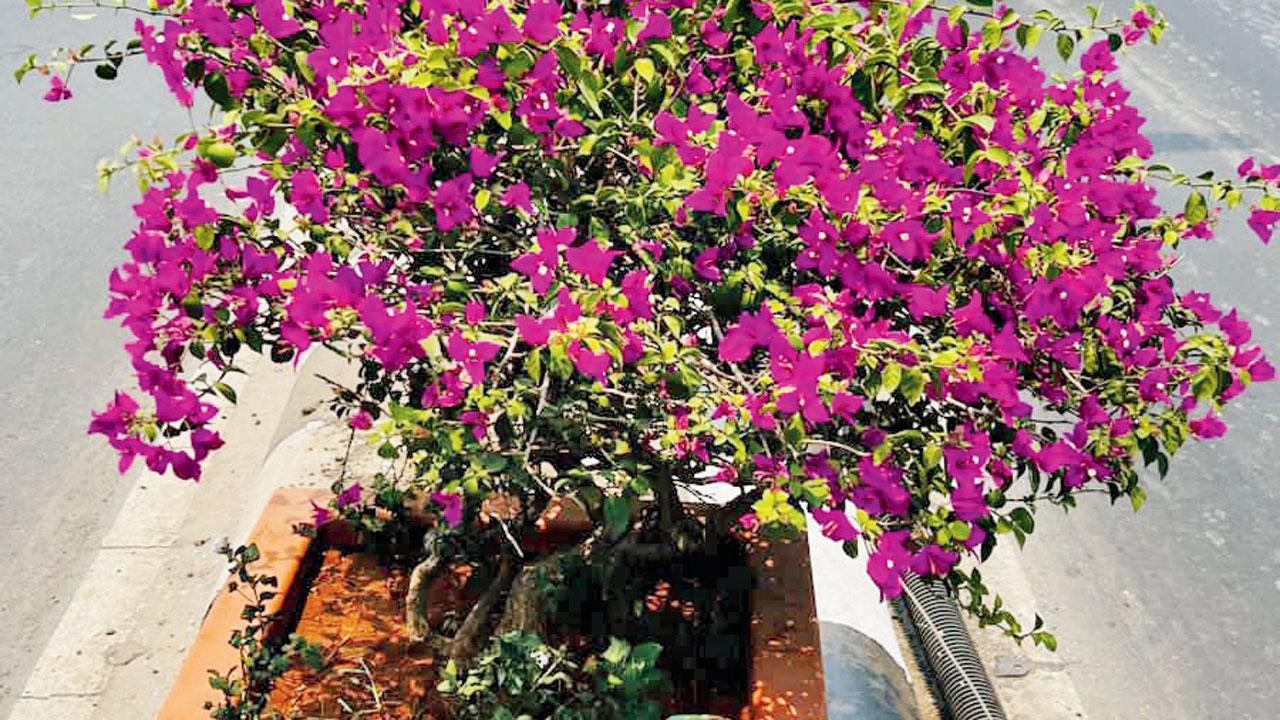 The bougainvillea pots on Lalbaug flyover