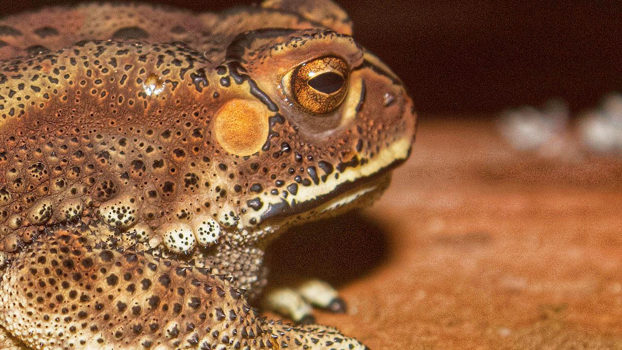 Asian Common toad