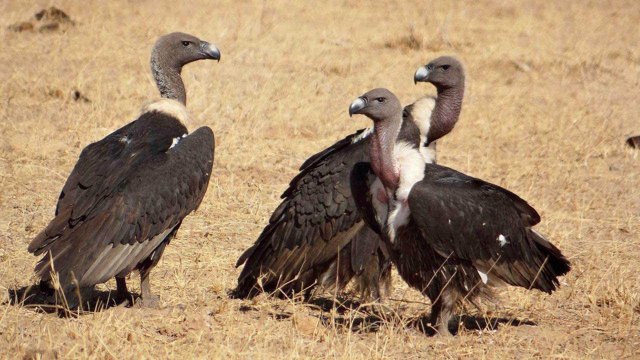 Explore the mysteries of wildlife in Thar desert with this Hindi guide book