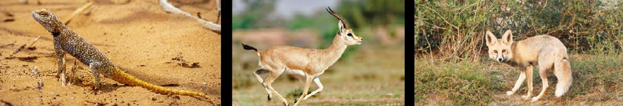 Brilliant ground agama. Pic courtesy/Sujit Narwade; Chinkara. Pic courtesy/Radheshyam Pemani and Desert fox. Pic courtesy/Musa Khan