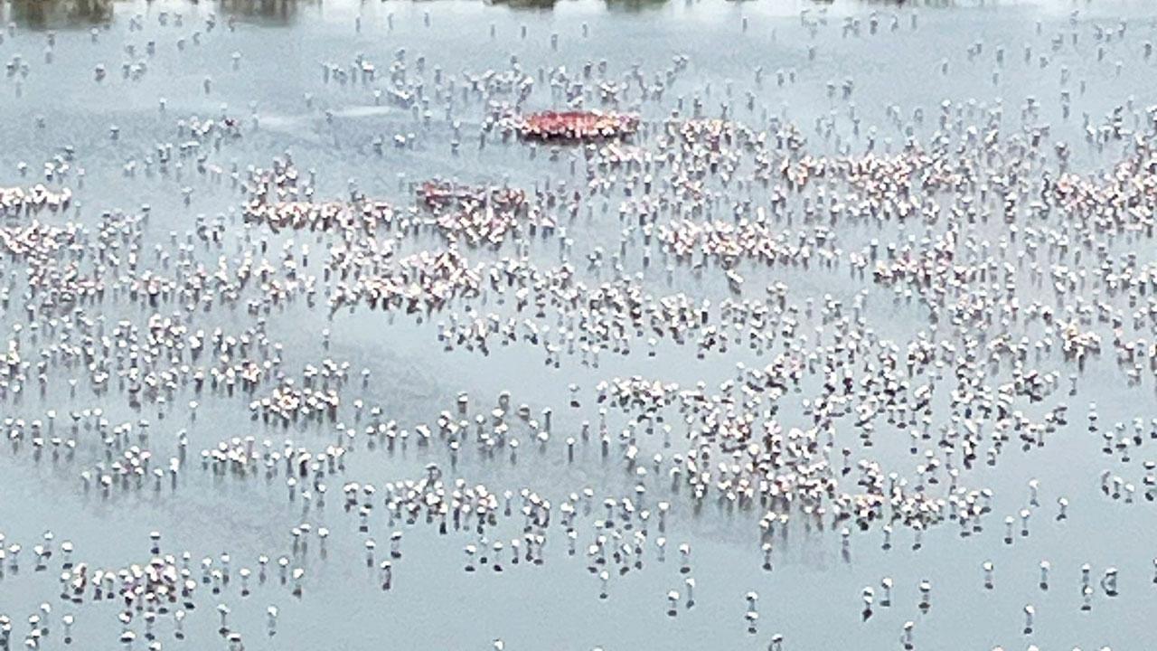 Navi Mumbai: Seawoods flamingos being chased away again