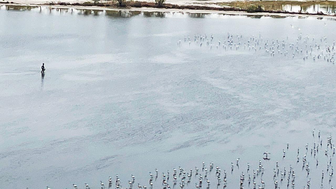 A miscreant driving away the migratory birds during low tide