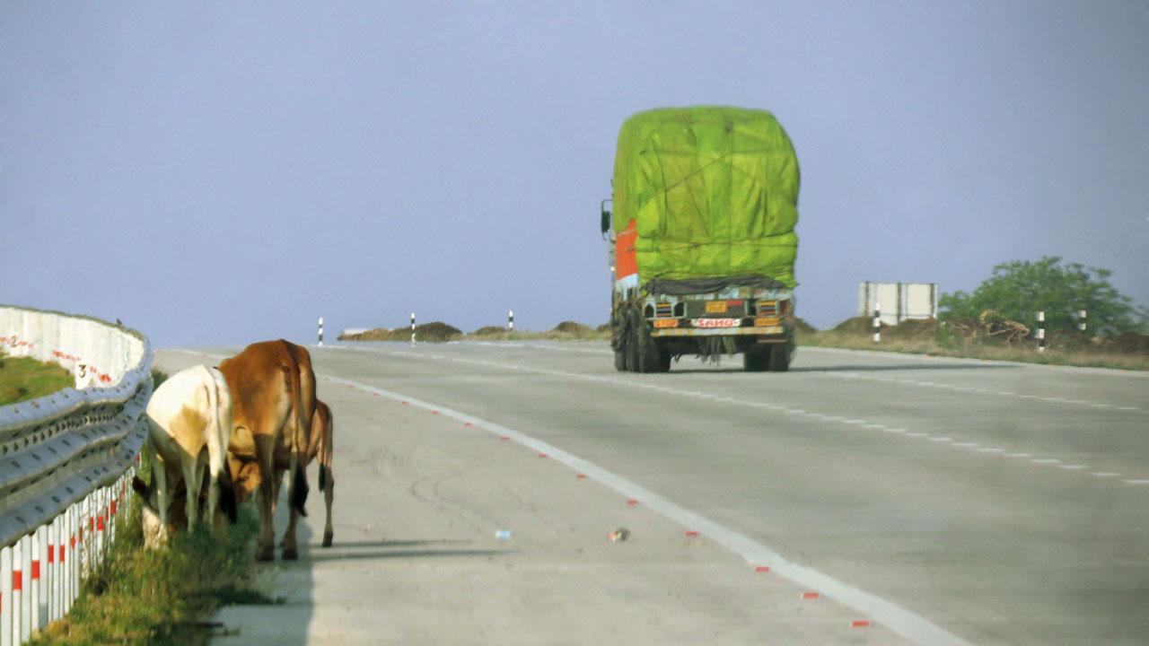 Maharashtra: Stray animals continue to plague motorists on Samruddhi highway