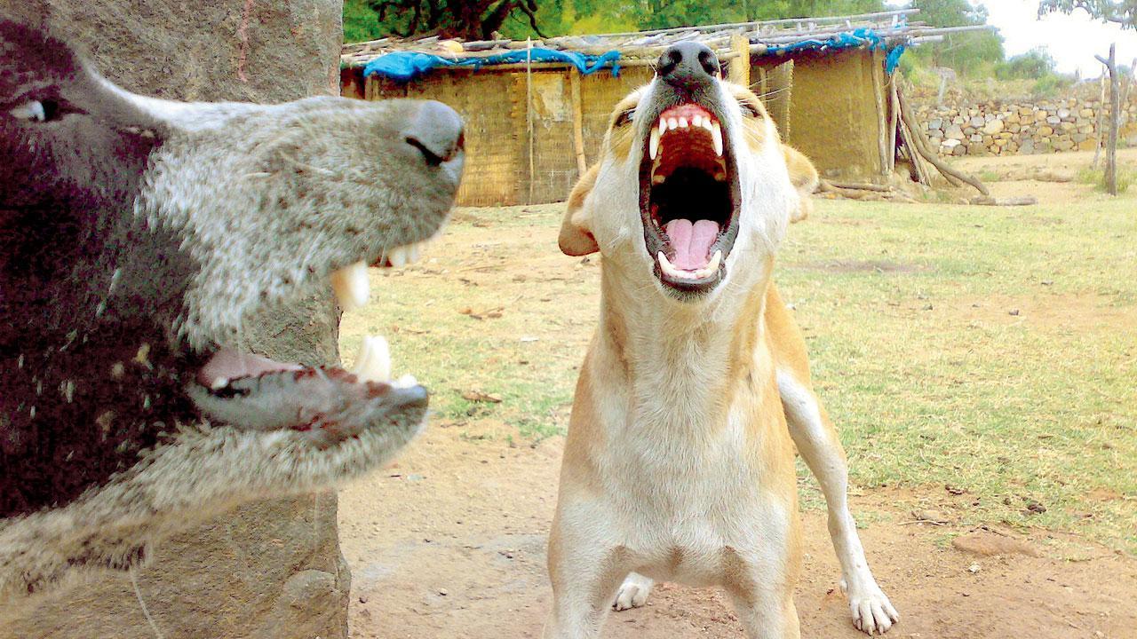 Mumbai: Dog bites up by 28 per cent in one year, reveals BMC data