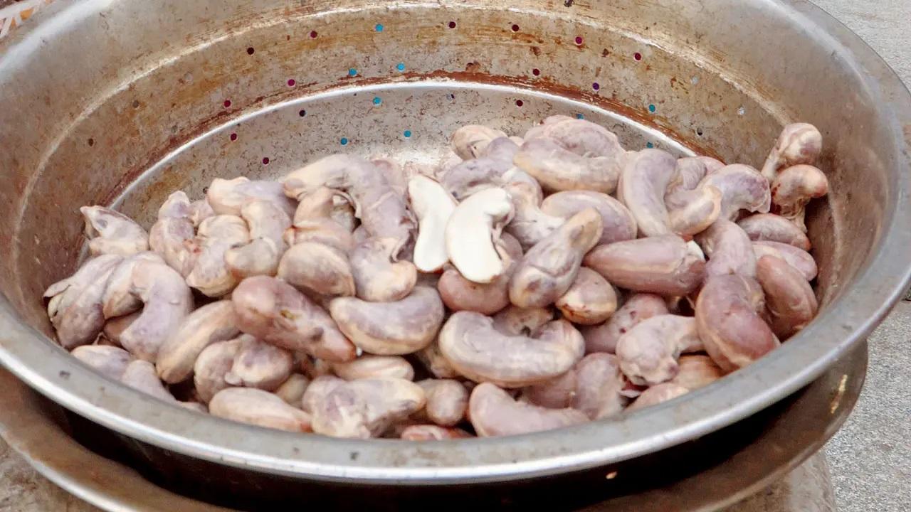 CashewsGravy and dry preparations of wet cashews are a delicacy in the Konkan. The raw, unpeeled ones require refrigeration and we found this lady selling some on a slab of ice near Sena Bhavan. Photo Courtesy: Anurag Ahire/Mid-day