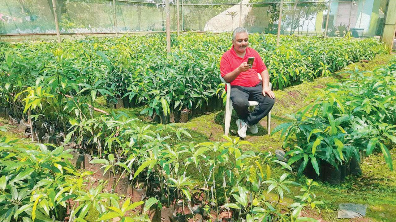 Mukherjee with mango plants in Murbad