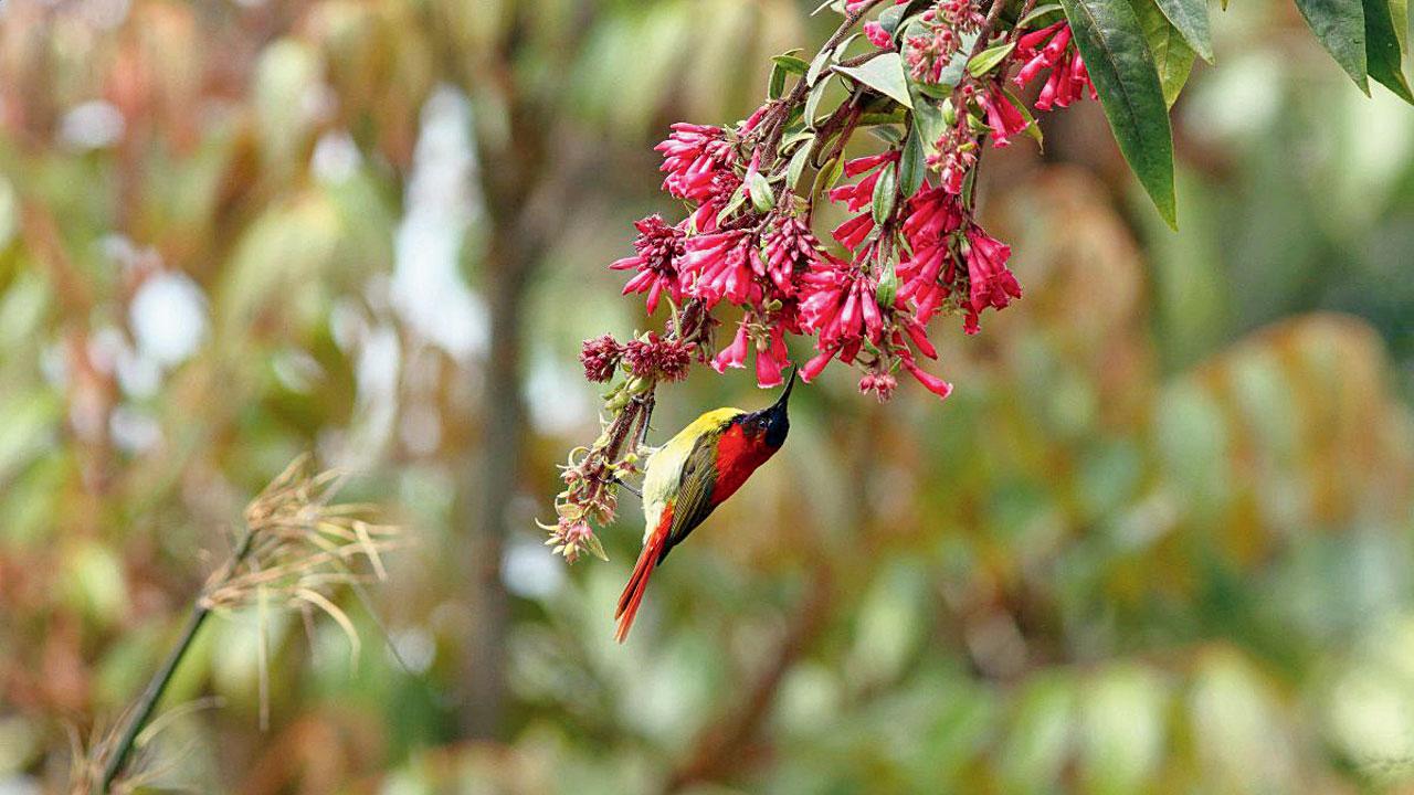 Fire-tailed sunbird is found in North India. Pic courtesy/Asif N Khan