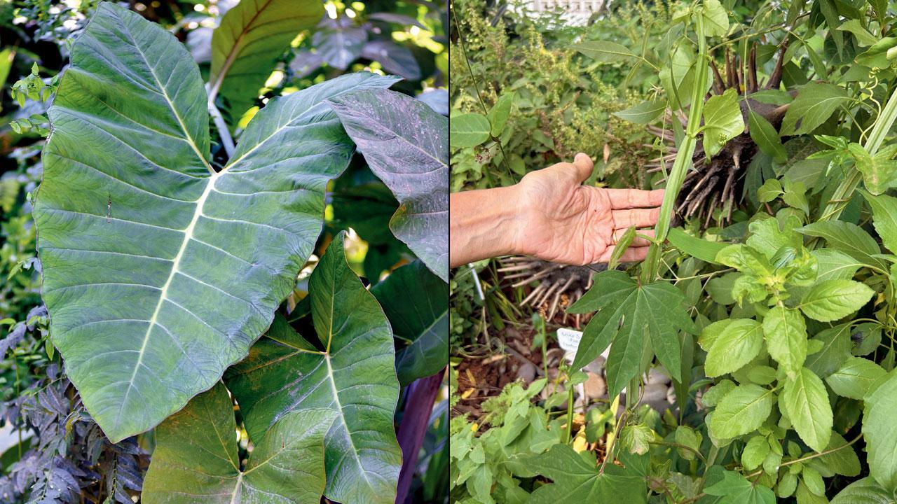 (Left) The gigantic Taro leaves are used to make the Gujarati delicacy, patra; (right) Hadjod, which looks like human joints, is used to heal fractures. It is known to reduce the pain and inflammation of joints