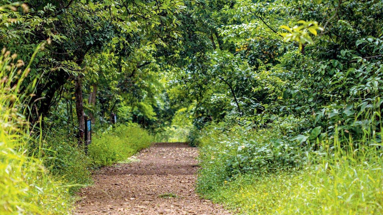 Thane-Borivali tube tunnel a step closer to reality