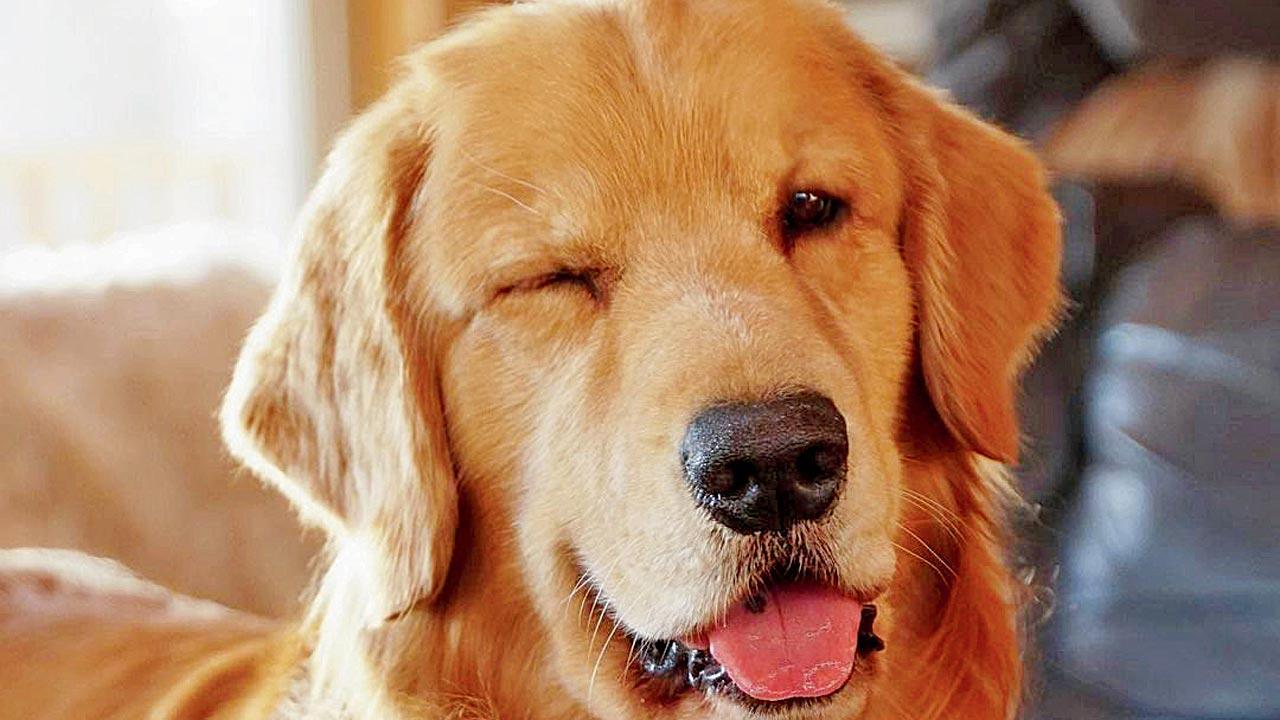 Meet some of India's pet dogs who are popular social media influencers