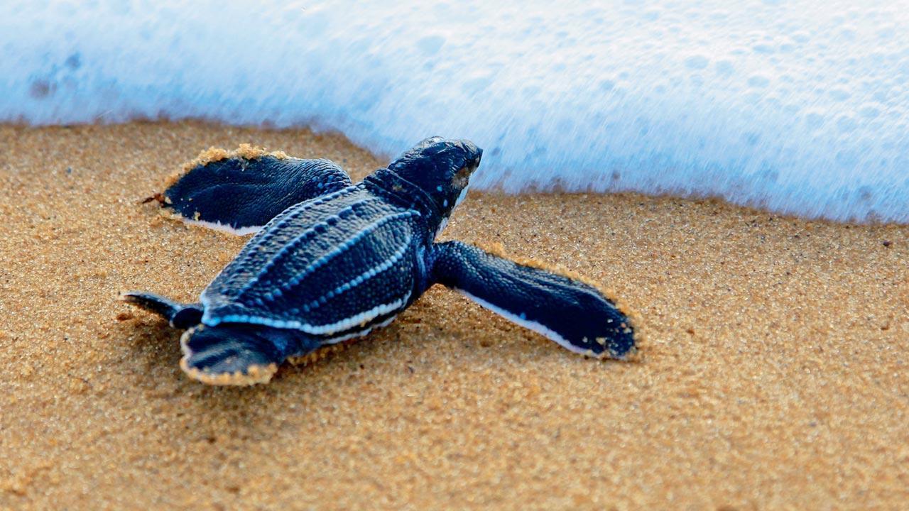 World Turtle Day 2023: Everything to know about sea turtles of Maharashtra