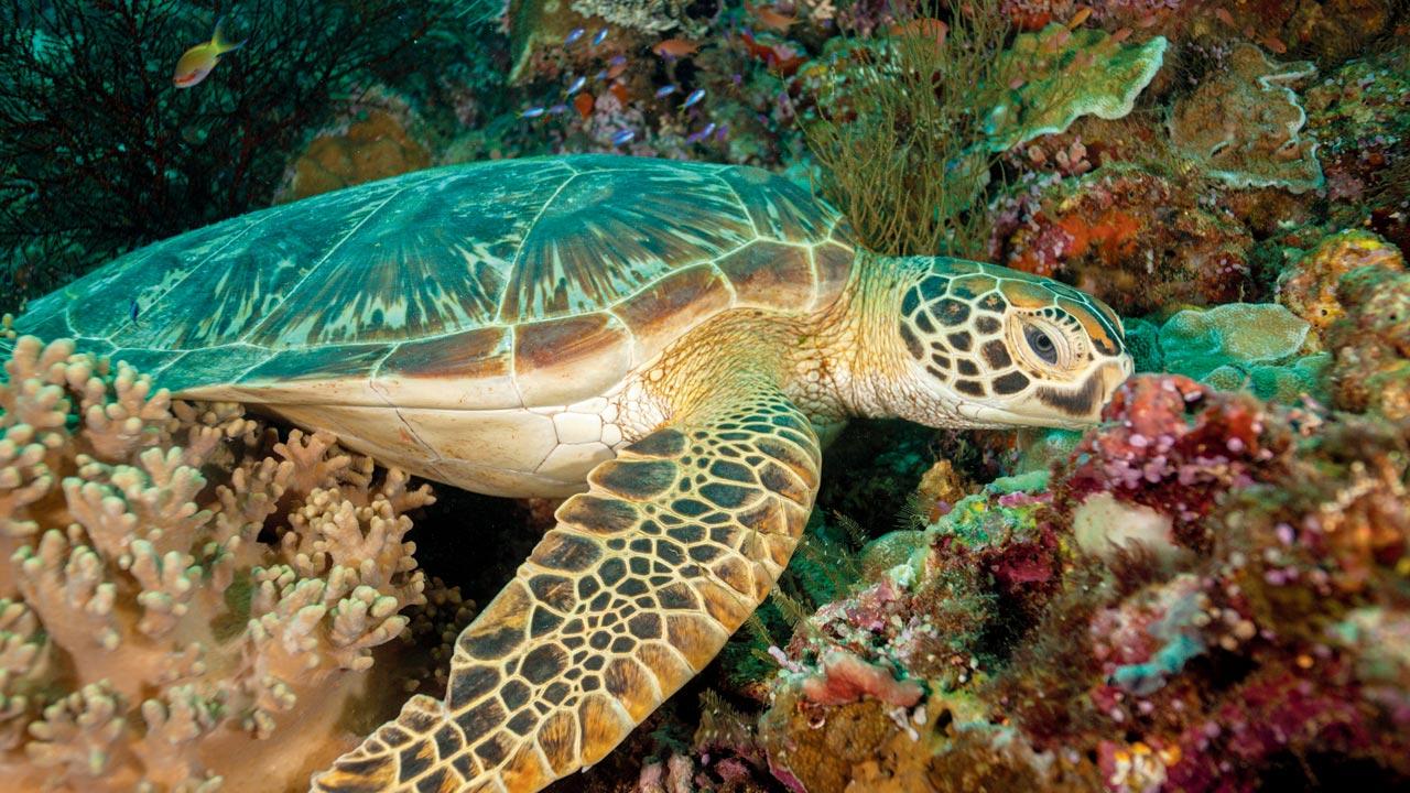 Hawksbill sea turtle. Representation pics
