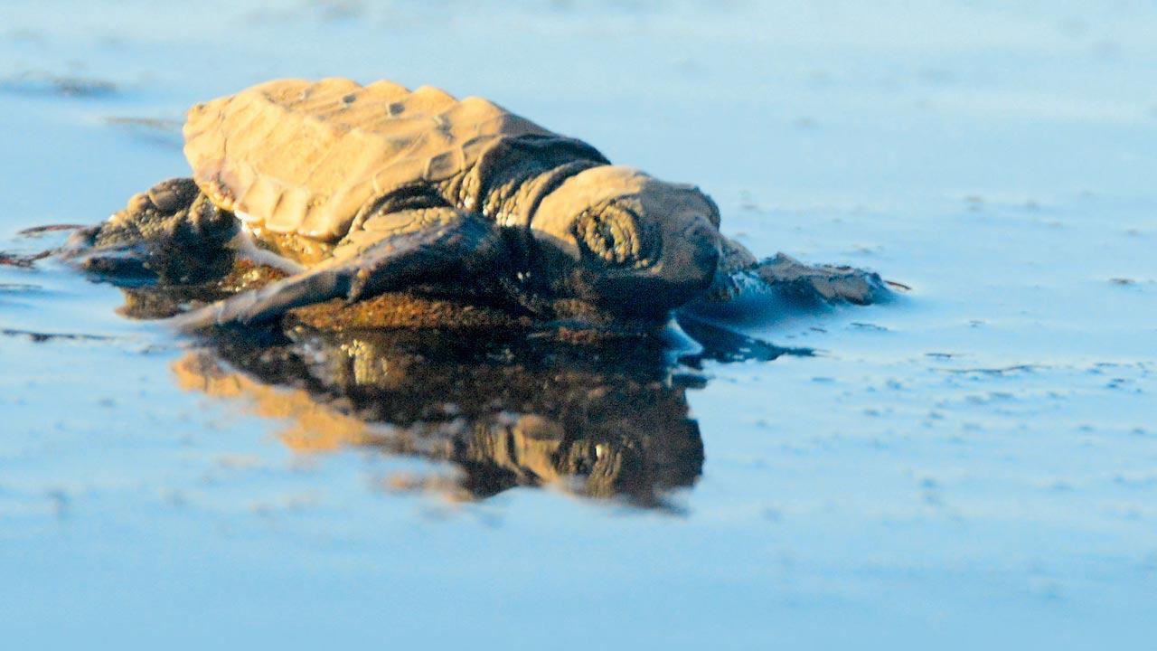 Olive Ridley turtle. Pic/Satej Shinde