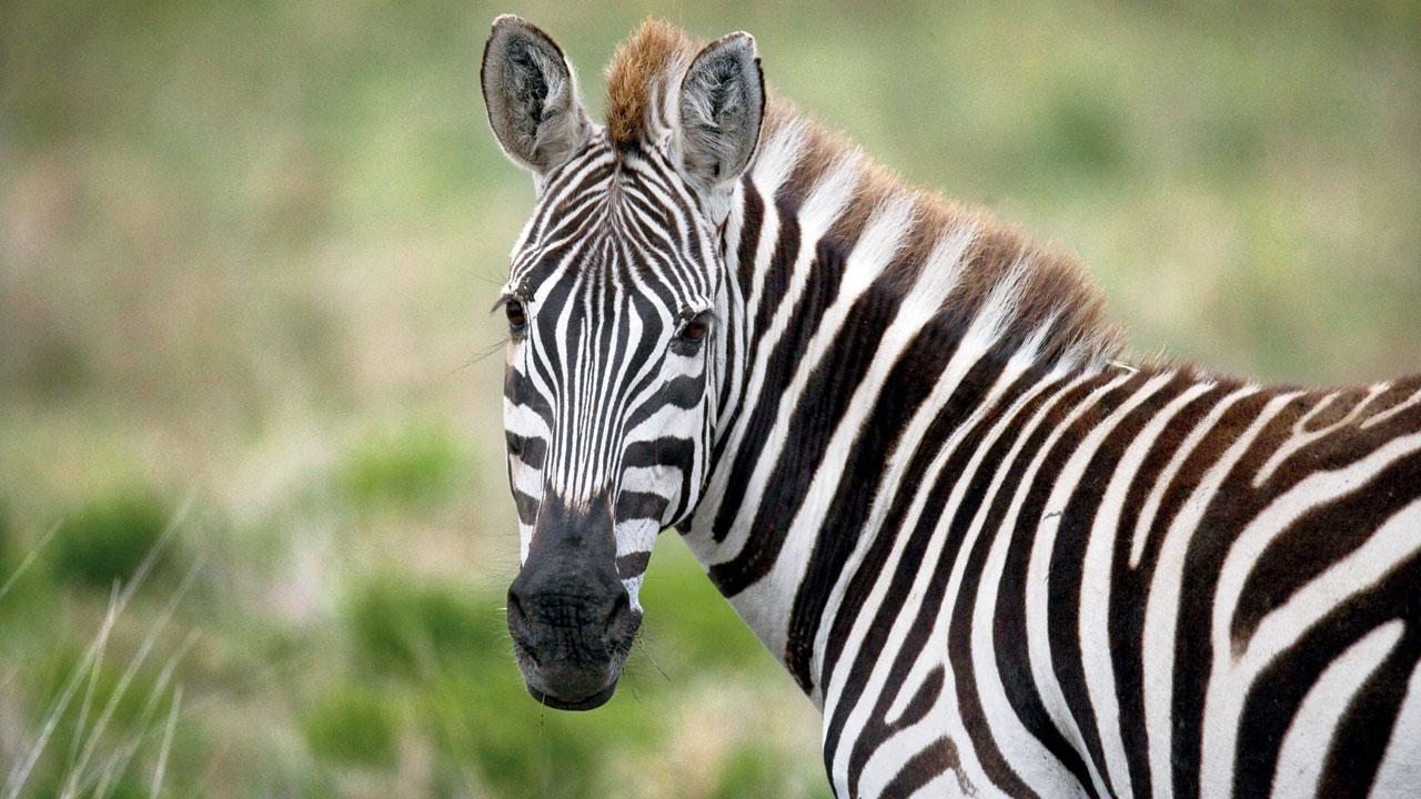 BMC’s attempt to bring zebras from Israel fell through last year. Representation pic
