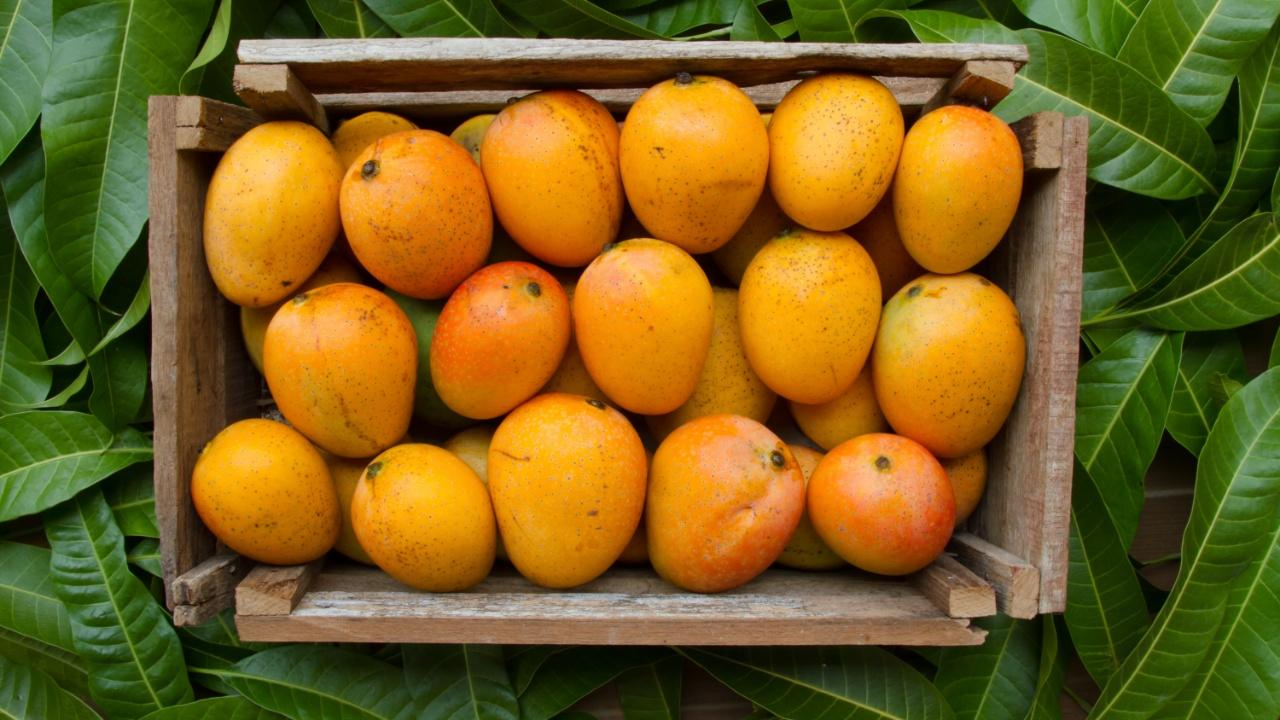 AlphonsoSourced from Devgarh-Maharashtra and Ratnagiri: The Alphonso mango is widely considered to be the most majestic among all fruit varieties. Surprisingly, it is also one of the most expensive mangoes sold in India. They have a yellow color with a hint of red. This particular variety is a popular choice for making ice cream, puddings, and yogurts