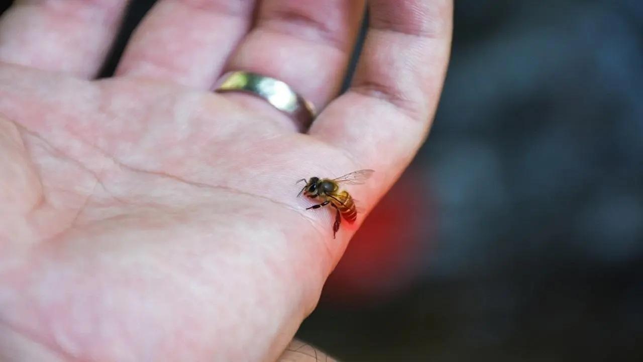 Maharashtra: 40 people injured in honey bee attack in Chandrapur