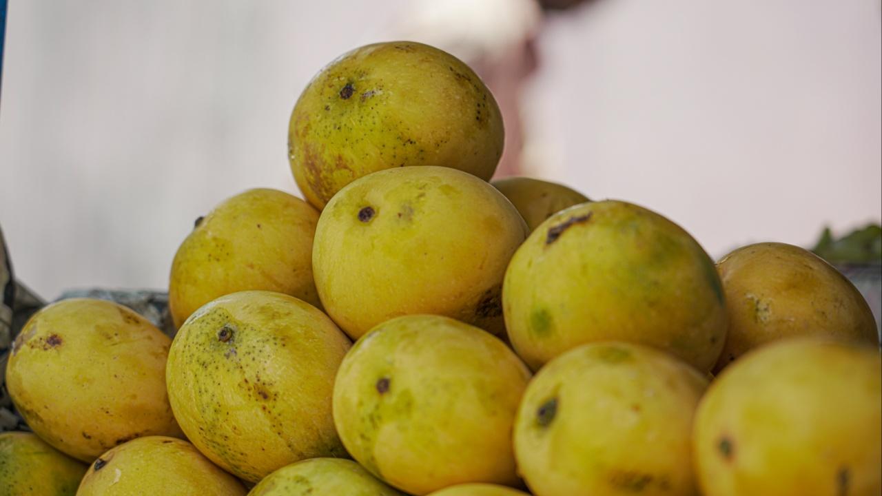 ChausaSourced from parts of western UP: Chausa, a particular type of mango, has a rich history that dates back several centuries. It was introduced during the 16th century by Sher Shah Suri. This variety of mango has vibrant yellow skin with a delightful aroma and is well-known for its soft and pulpy texture, making it an excellent choice for making juices. The fruit is medium-sized and has greenish-yellow skin, and is used to prepare various mango-based dishes such as desserts, chutneys, and pickles
