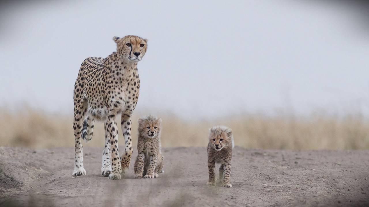 Administrative murder, clear case of cruelty to animals, says SP chief over death of cheetah in Kuno National Park