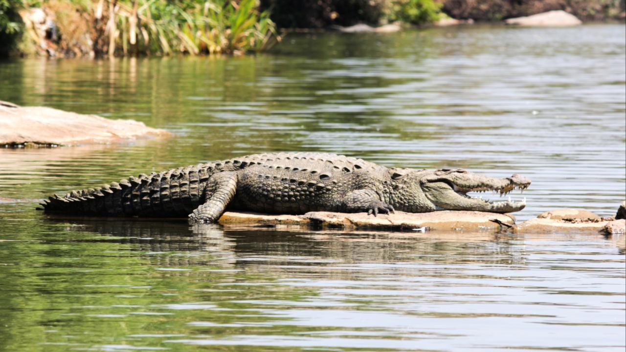 Mumbai zoo launches a Crocodile Trail with an underwater viewing deck