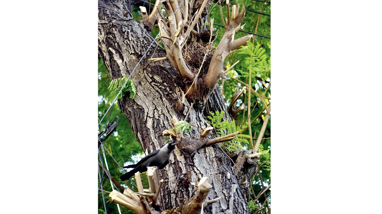 Mumbai: Stop hacking nests with branches, say activists