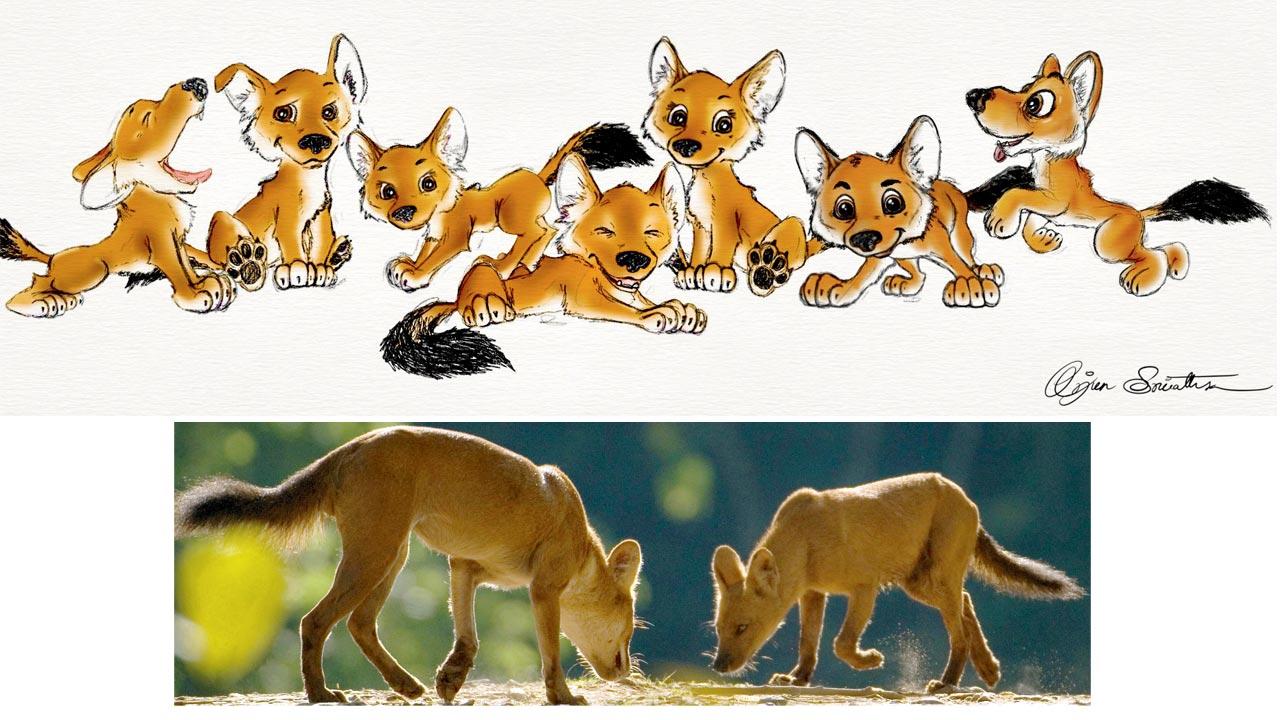 Dhole artwork by; (below) A pair of Dholes. Pic Courtesy/Kalyan Varma