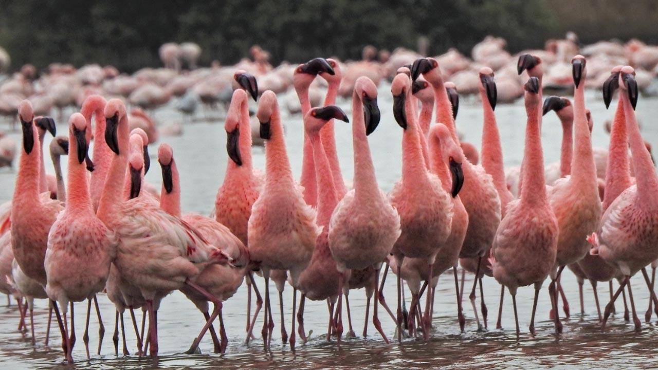 How Navi Mumbai activists protect flamingos from a capitalist nexus