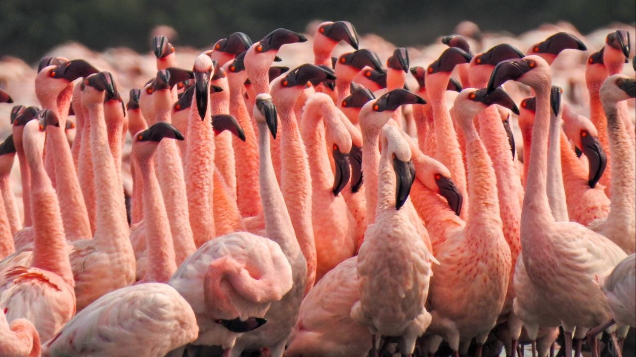 IN PHOTOS: Witness the last courtship dance of Flamingos in Navi Mumbai