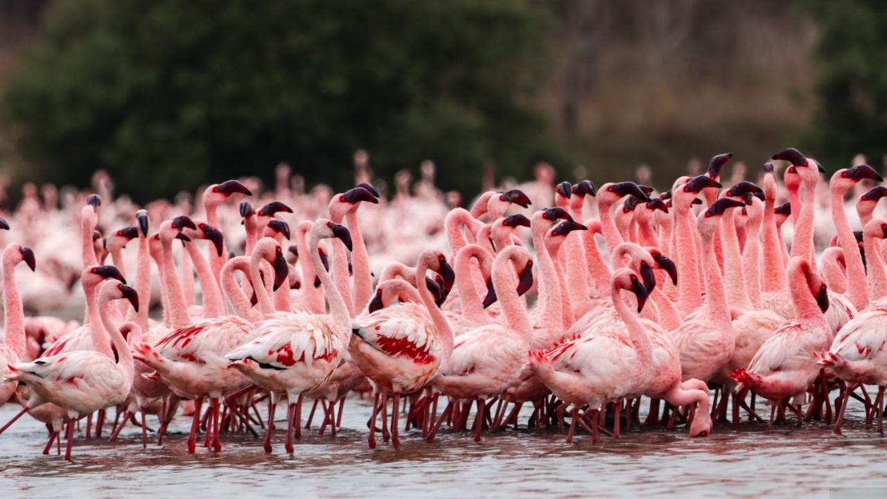 Flamingos are serially monogamous. Through their courtship dance, they select a mate and bond for life. Their enduring partnership includes building nests together and raising chicks every year. A Flamingo’s life span ranges between 30-35 years. Photo Courtesy: Vidyasagar Hariharan