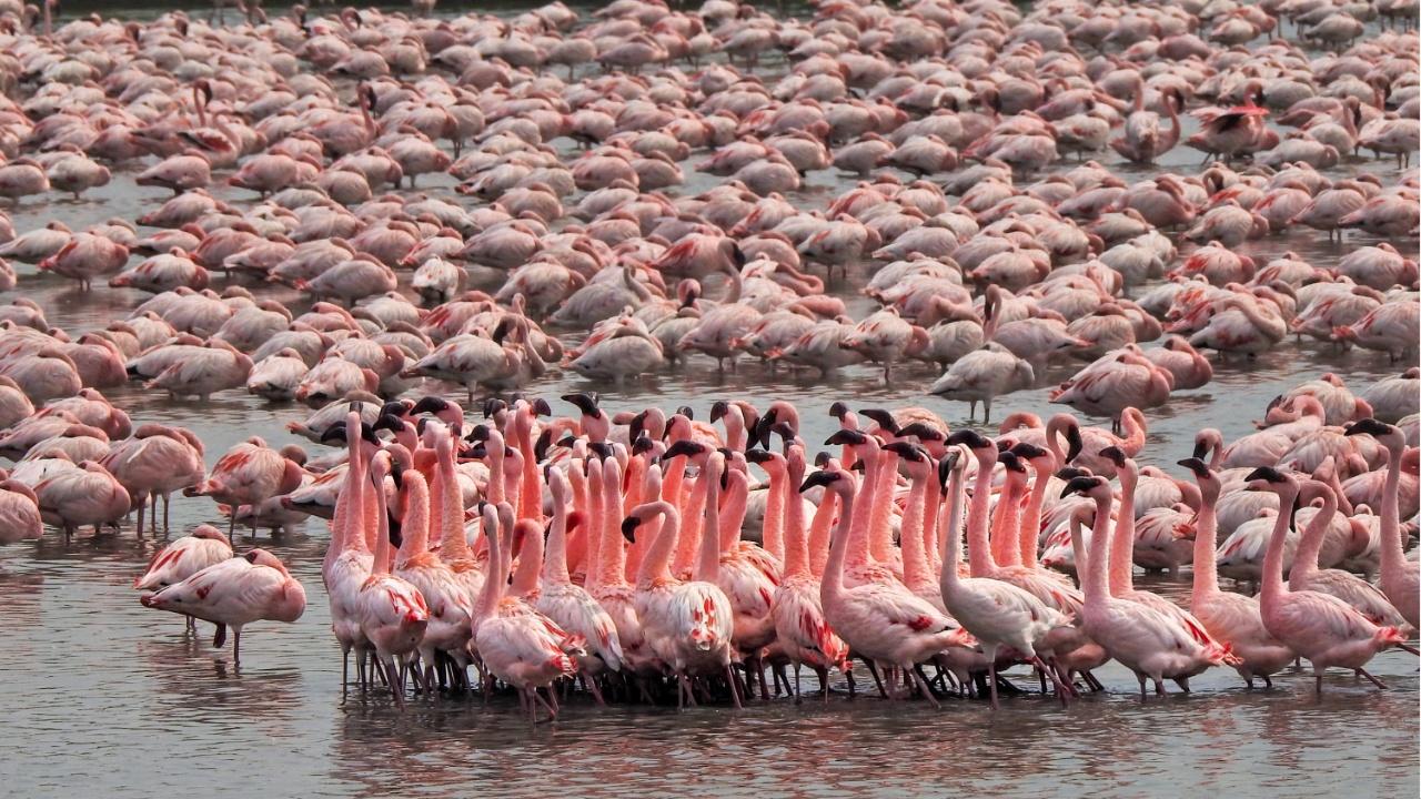 A social breed, flamingos can be spotted synchronising a ritual dance in the marshy lands. While some birds dance, many of them sleep. The ones that do not participate have either already found a mate or are not looking for one. Photo Courtesy: Vidyasagar Hariharan
