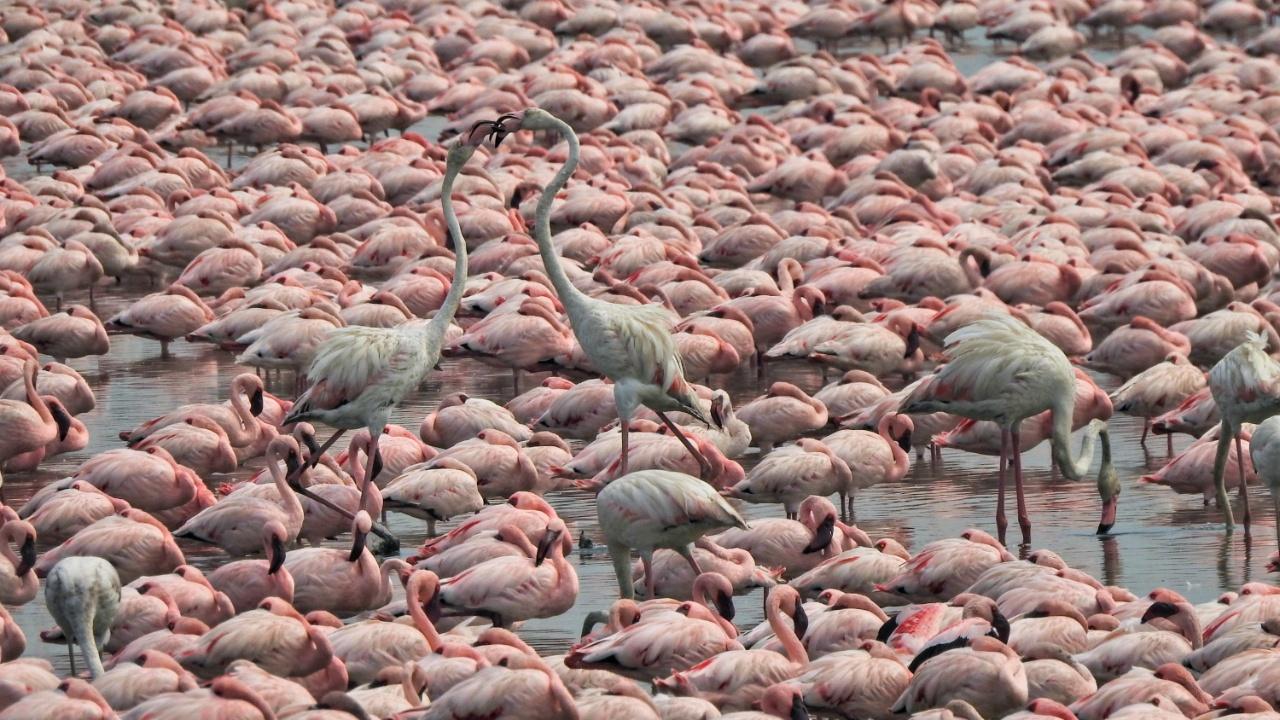 Unlike what it looks like, these are Greater Flamingos fighting for food or to make way ahead while crossing paths. Photo Courtesy: Vidyasagar Hariharan