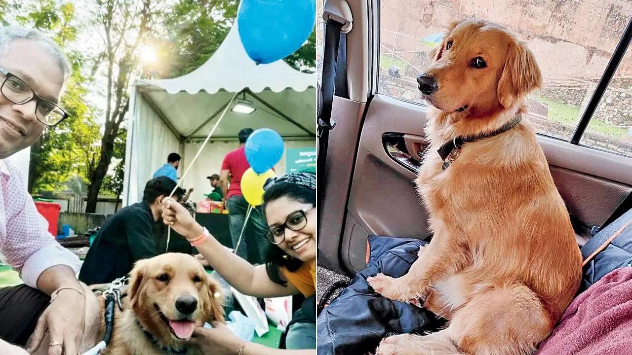 With 11.4 K followers on social media, it’s easy to imagine that Nikki (@nikki_goldenretriever), the golden retriever from Thane West, could be a busybody. But her pet parent, Amruta Lad mentions that all the posts on Nikki’s social media are just clips from her everyday life. In photo: Nikki with Amruta Lad and her husband Siddhesh Lad; (right)