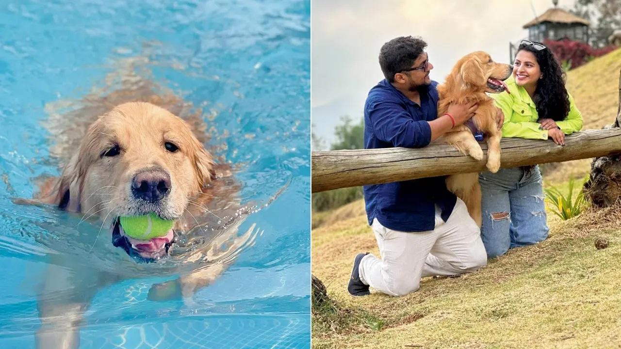 “We started Murphy’s (@thepawsomelifeofmurphy) account two months after we brought him home during the pandemic with the intention of documenting and sharing all our fun and travel stories,” shares Vindhya Peethambaran, pet parent of two-year-old golden retriever Murphy or Maffu. With 112 K followers, this former resident of Powai is among the very few travel influencers in his species. In photo: Playful Murphy enjoying the cool waters, (right) Murphy with Vindhya Peethambaran and Rohan Shrivastava
