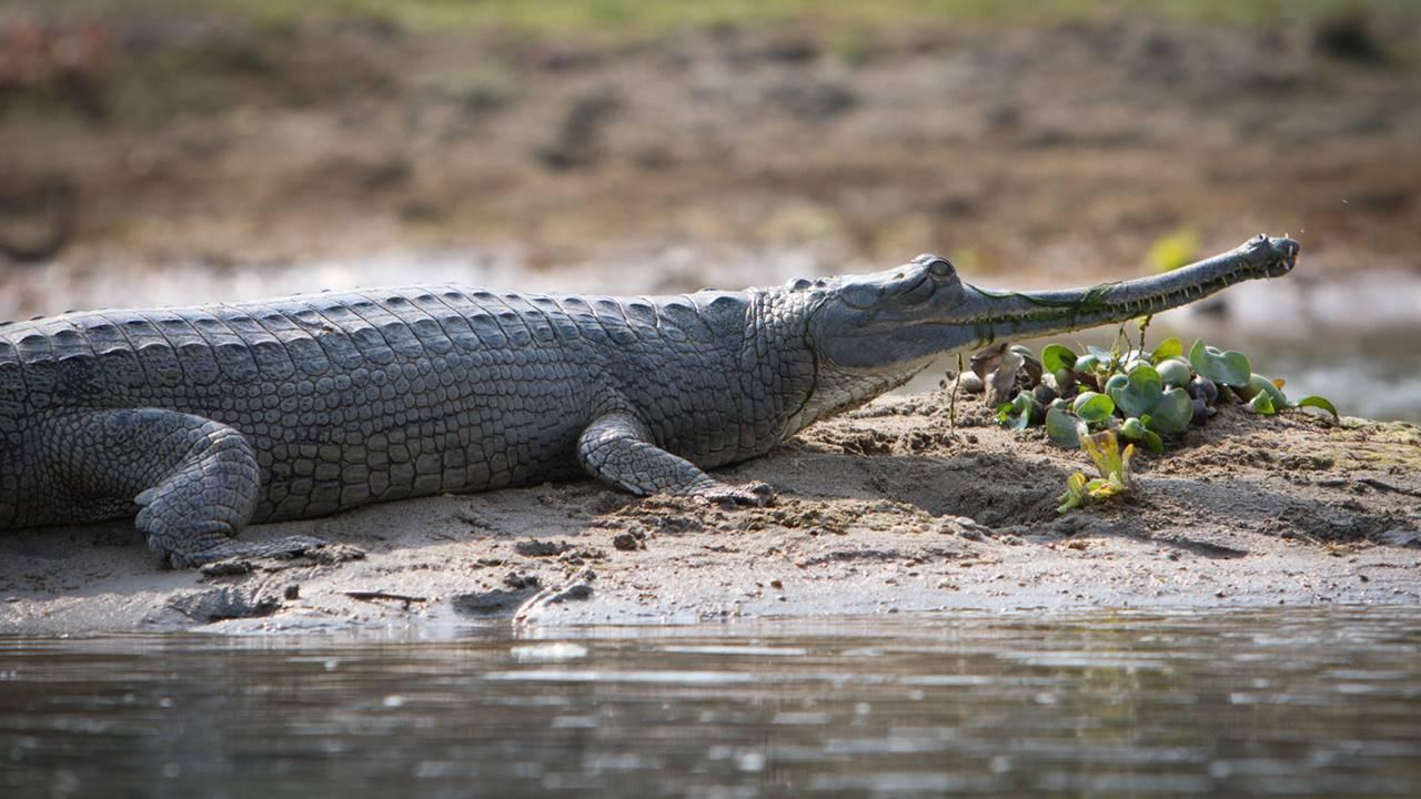 Bihar Conservation efforts bear fruit as survey finds record gharials