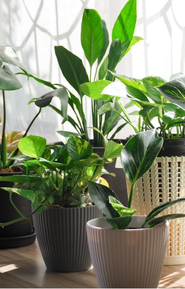 If your mother loves to plant, has an interest in gardening and loves to decorate the house, this one is the best gift for her