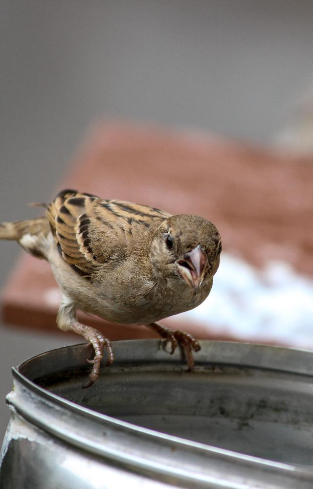 Keep fruit waste that is not eaten by you in a plate at the window for the sparrows to eat