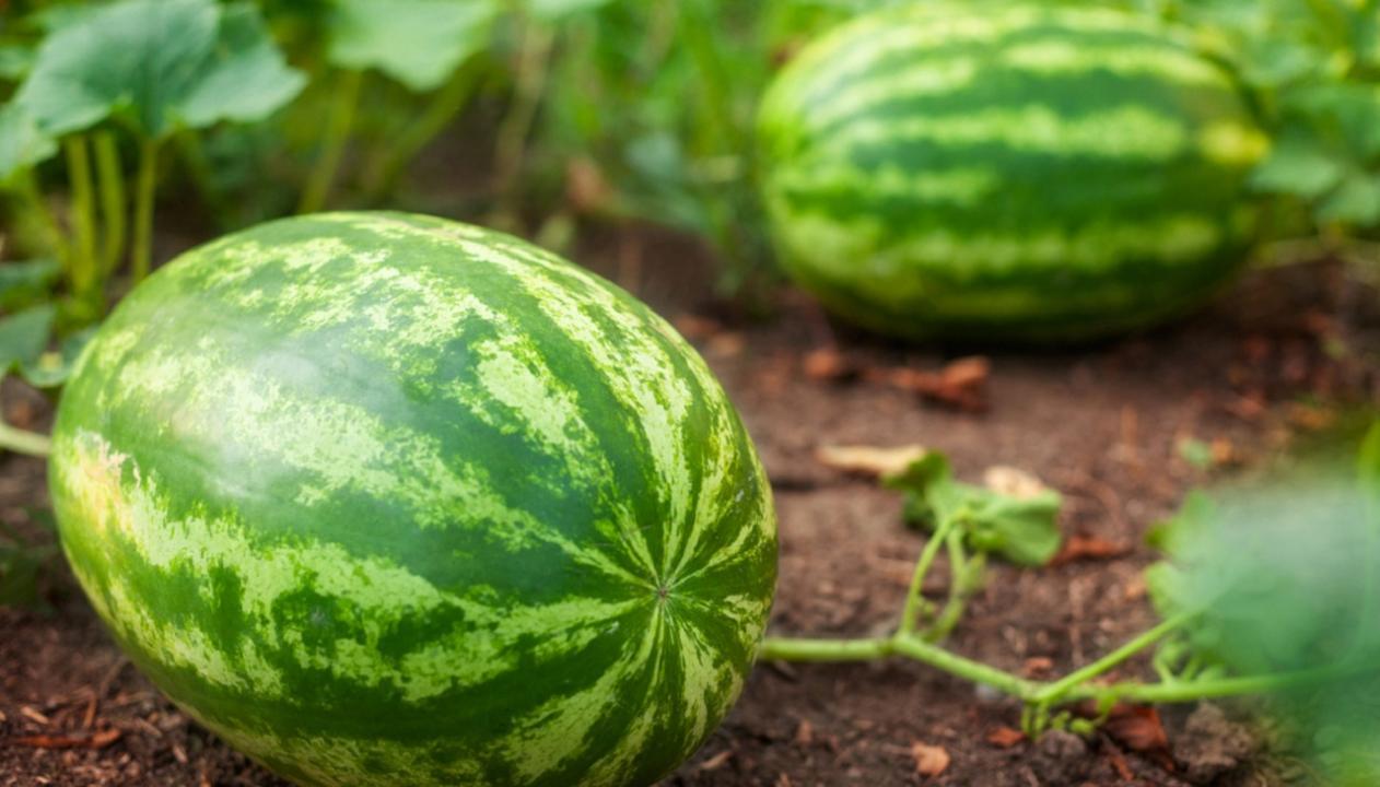 Watermelon growers in Konkan blame Goa-Mumbai highway expansion for dip in sales