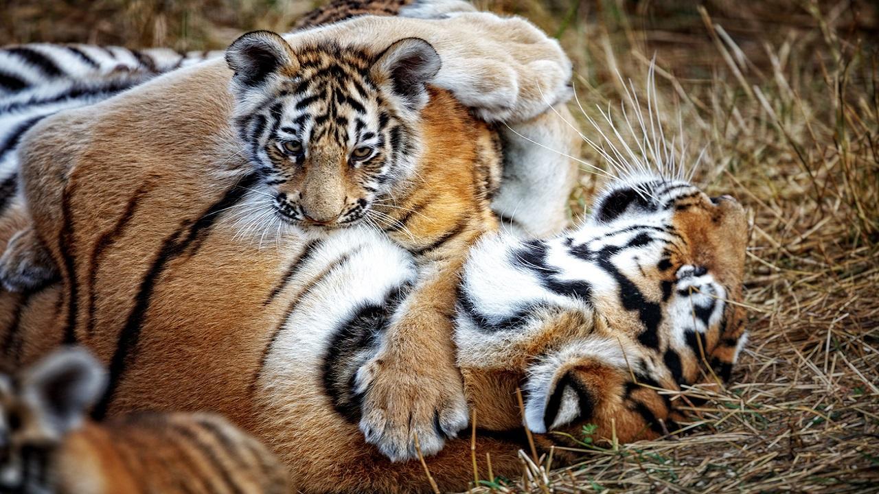 Maharashtra: Tigress gives birth to 4 cubs in Navegaon Nagzira Tiger Reserve