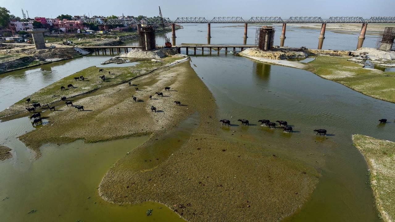 Buffaloes graze on dry land surface due to the receding water level of the River Ganga during summer, at Sangam area, in Prayagraj, Thursday, May 18, 2023. Pic/PTI