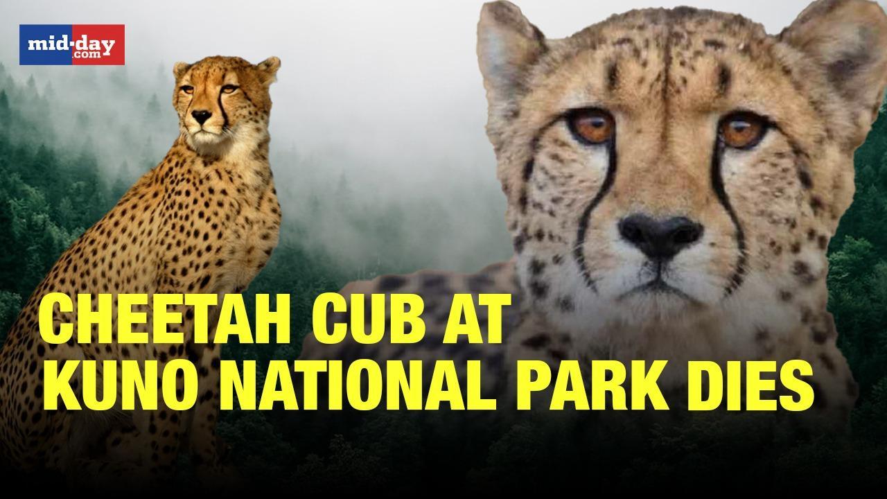Cheetah cub ‘Jwala’ at Kuno National Park dies